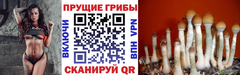 OMG зеркало  Яранск  Псилоцибиновые грибы Cubensis 